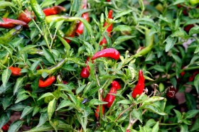 Bresse-i paprika - Csípős paprika ritkaságok az Egzotikus Növények Stúdiója kínálatában